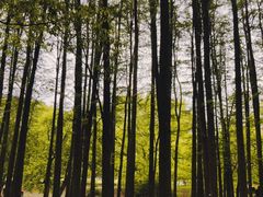 -上海共青森林公园