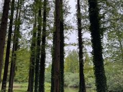 -黄海国家森林公园