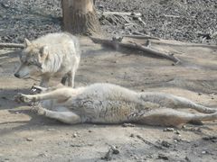 -沈阳森林动物园