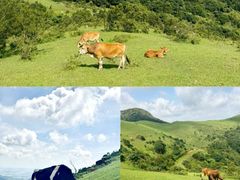 -大姆山草场