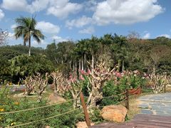 -深圳仙湖植物园