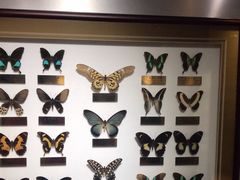 -上海昆虫博物馆