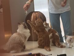 -飞行喵MR PILOT|猫舍·猫咖(静安大融城店)