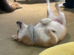 -逗柴咖啡屋·狗咖猫咖宠物桌游
