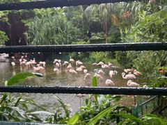 -九龙公园