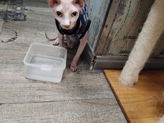 -猫咪咖啡·猫咖(万达广场店)
