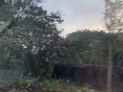 -西双版纳原始森林公园
