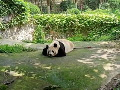 -都江堰中华大熊猫苑