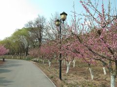 -永定河休闲森林公园
