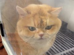 -宠颐生宠物医院·犬猫全科·皮肤科(商业街店)