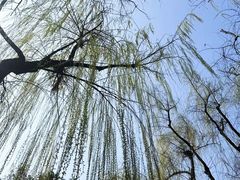-柳浪闻莺公园