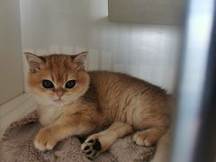 -东方名猫馆·英短金渐层布偶猫舍(环线广场1号楼店)