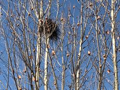 -永定河休闲森林公园