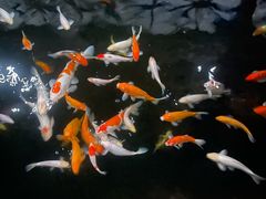 -侠成水上农庄(工业大道店)
