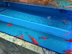-海底捞火锅(长宁路龙之梦店)