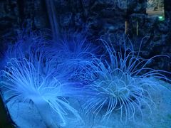 -北戴河圣蓝海洋公园