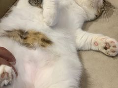 -啵啵喵·猫咖(攀华国际店)