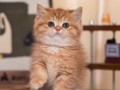 -小猫来了·猫舍(红山六九七九店)