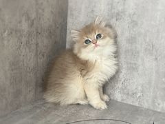 -小猫来了·猫舍(红山六九七九店)