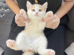 -lincat·猫舍(广州店)