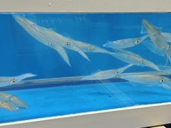 -西归浦每天偶来市场