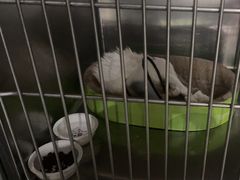 -安安宠医宠物医院·异宠·犬猫内科(岳阳分院)