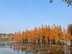 -白鹭湾湿地公园