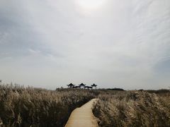 -金塔沙漠胡杨林景区