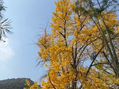 -千年银杏谷文化旅游区