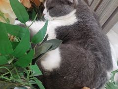 -共舞时光猫咖·狗咖(新街口店)