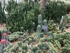 -深圳仙湖植物园