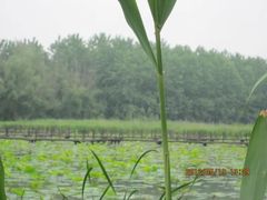 -溱湖国家湿地公园