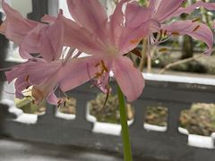 -杭州植物园