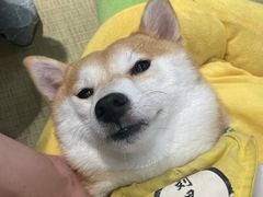 -逗柴咖啡屋·狗咖猫咖宠物桌游