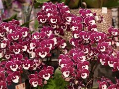 -Olé精品超市(广州太古汇店)