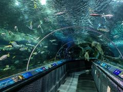 -上海海洋水族馆