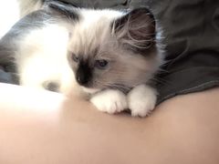 -喜多萌中农锦绣动物医院24H·猫科·牙科MRI·CT