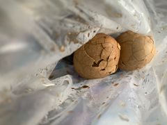 -金盆阿嬷香菇茶叶蛋(玄光店)