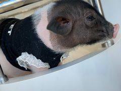 -怪兽屋·羊驼·猫咖·狗咖(俊华广场店)