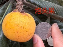 -东山风景区(洞庭东山)