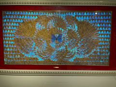 -上海昆虫博物馆