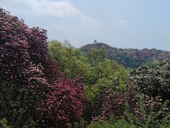 -贵州百里杜鹃风景名胜区