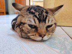 -瑞鹏宠物医院·夜间急症·心超·猫科(祖庙分店)