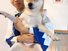 -南京Hallo宠物乐园·哈罗犬舍·柴犬繁育基地