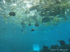 -海棠湾洲际-涛·海底餐厅·美人鱼·自助餐·海底隧道