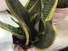 -龙大花卉苗木市场