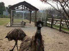 -苏州太湖西山岛开心农场