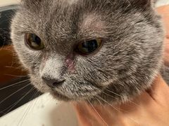 -瑞派·关忠动物医院·异宠专科·犬猫肿瘤·皮肤专科(望京店)