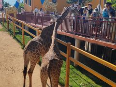 -西霞口神雕山野生动物世界