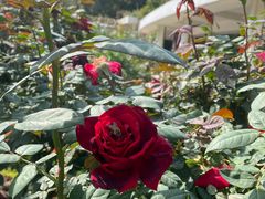 -人民公园(罗湖区)